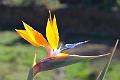 148_Kanaren_La_Gomera