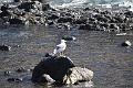162_Kanaren_La_Gomera_Playa_de_la_Calera
