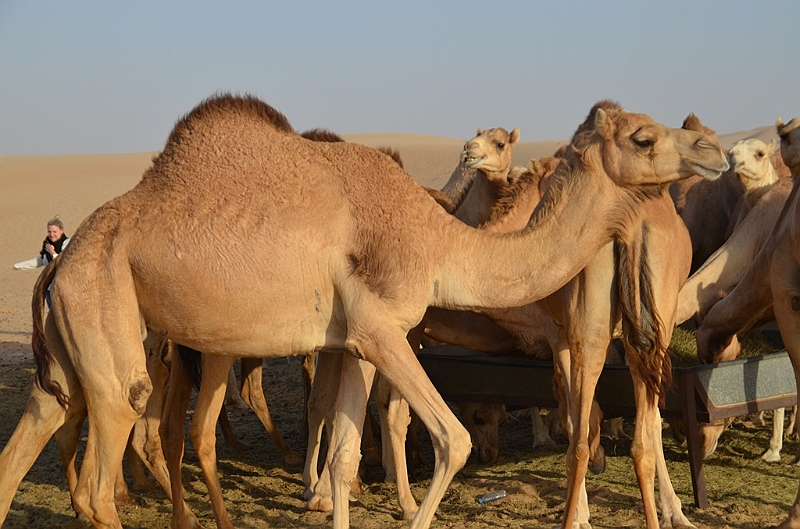 077_Abu_Dhabi_Jeep_Safari.JPG