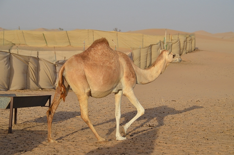 079_Abu_Dhabi_Jeep_Safari.JPG