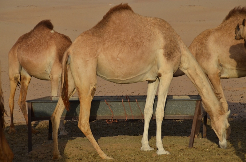 080_Abu_Dhabi_Jeep_Safari.JPG