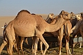077_Abu_Dhabi_Jeep_Safari