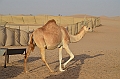 079_Abu_Dhabi_Jeep_Safari