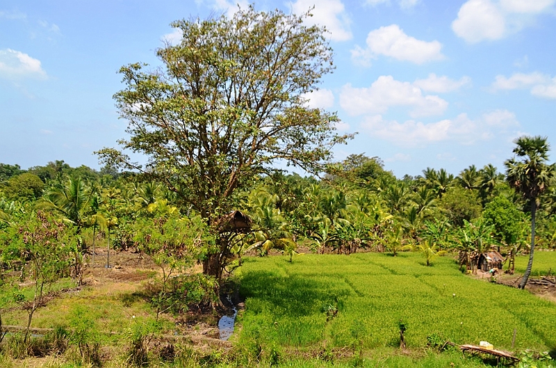 113_Sri_Lanka_Giritale.JPG