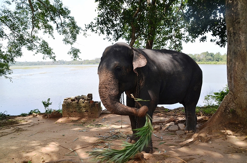 115_Sri_Lanka_Giritale.JPG