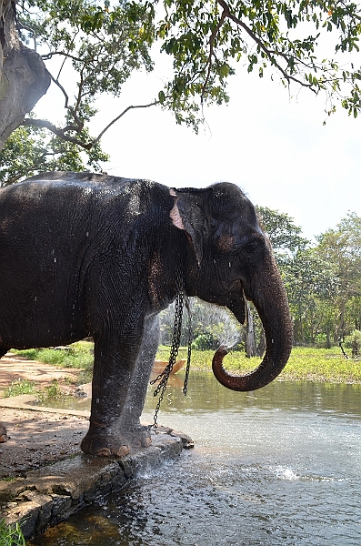 116_Sri_Lanka_Giritale.JPG