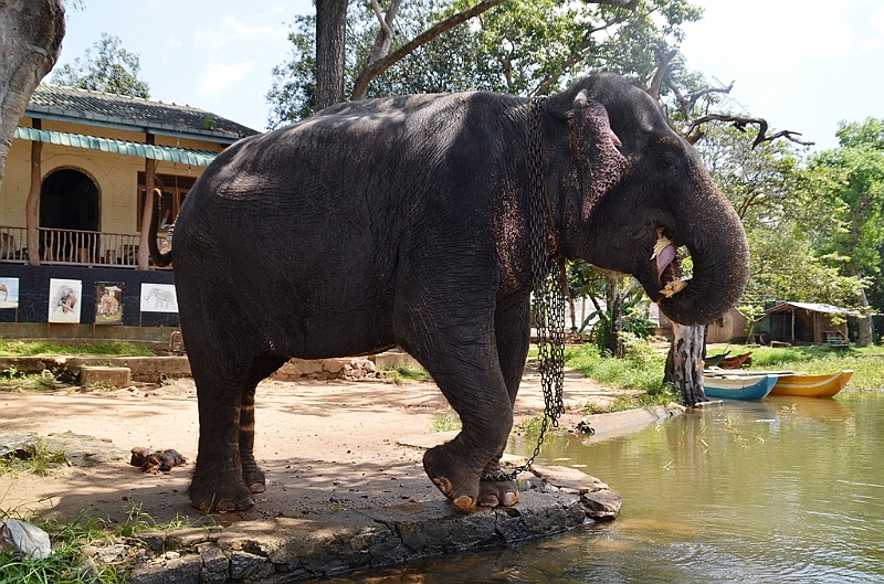 117_Sri_Lanka_Giritale.JPG
