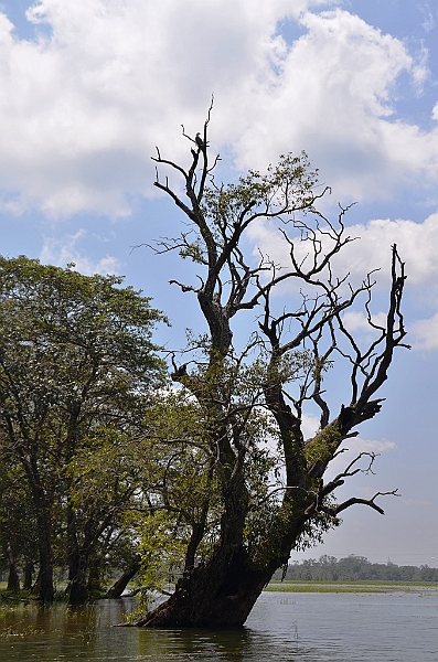 121_Sri_Lanka_Giritale.JPG