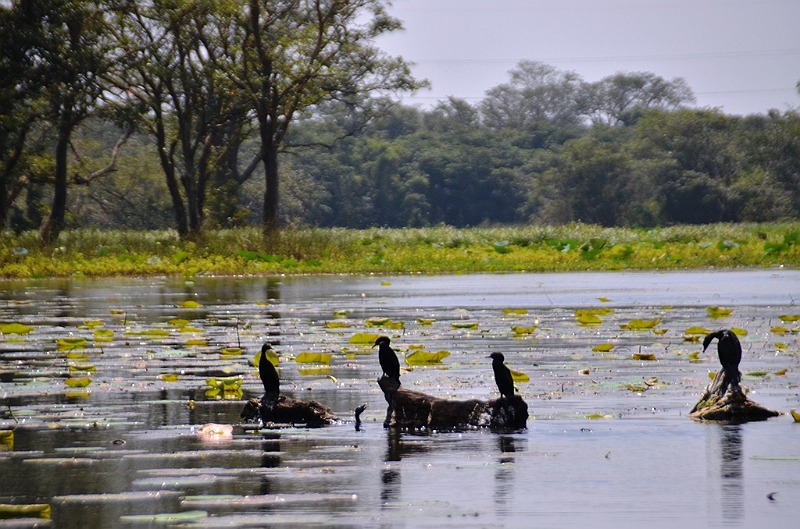 123_Sri_Lanka_Giritale.JPG