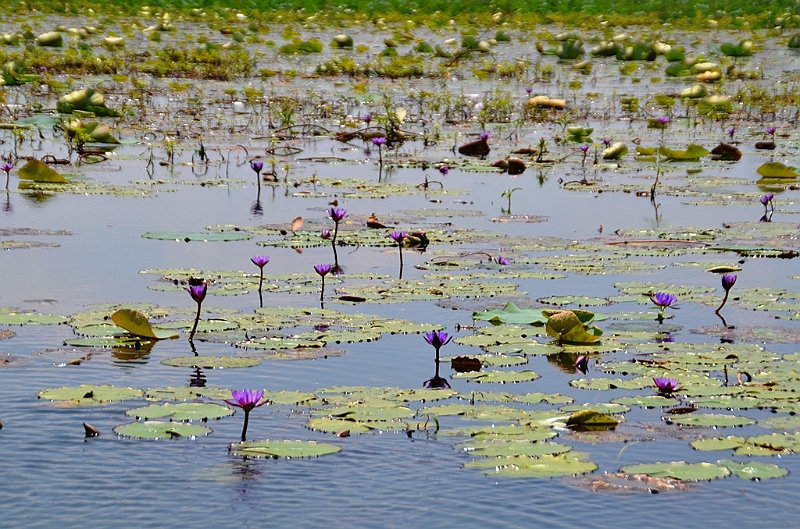 125_Sri_Lanka_Giritale.JPG