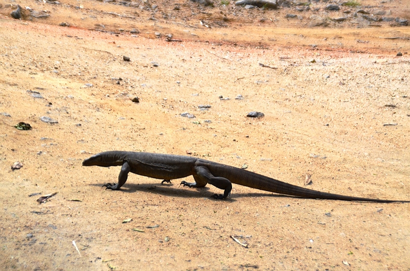 132_Sri_Lanka_Giritale.JPG
