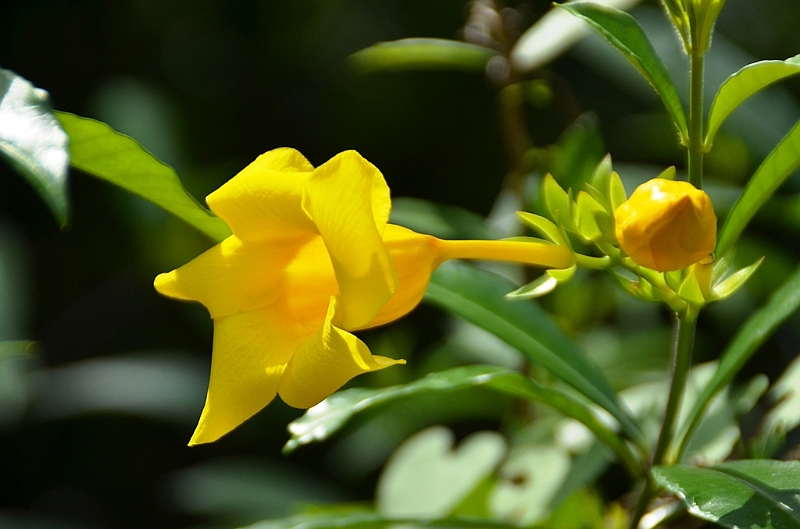 135_Sri_Lanka_Giritale.JPG