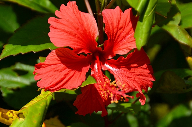 137_Sri_Lanka_Giritale.JPG