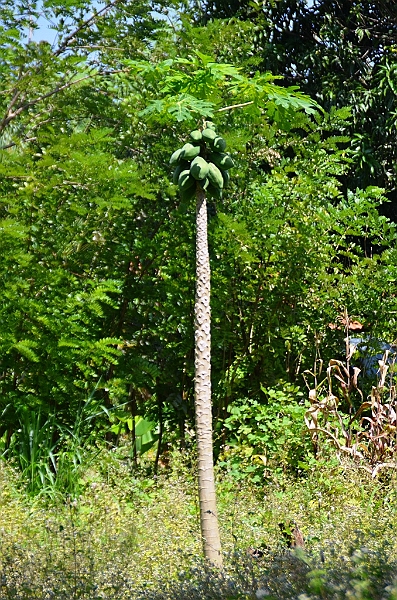 139_Sri_Lanka_Giritale.JPG