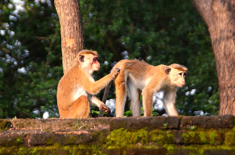 143_Sri_Lanka_Polonnaruwa.JPG