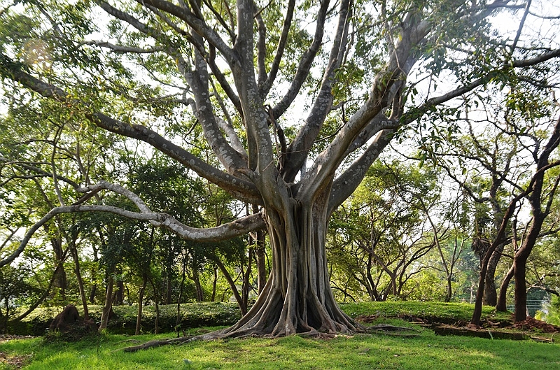 148_Sri_Lanka_Polonnaruwa.JPG