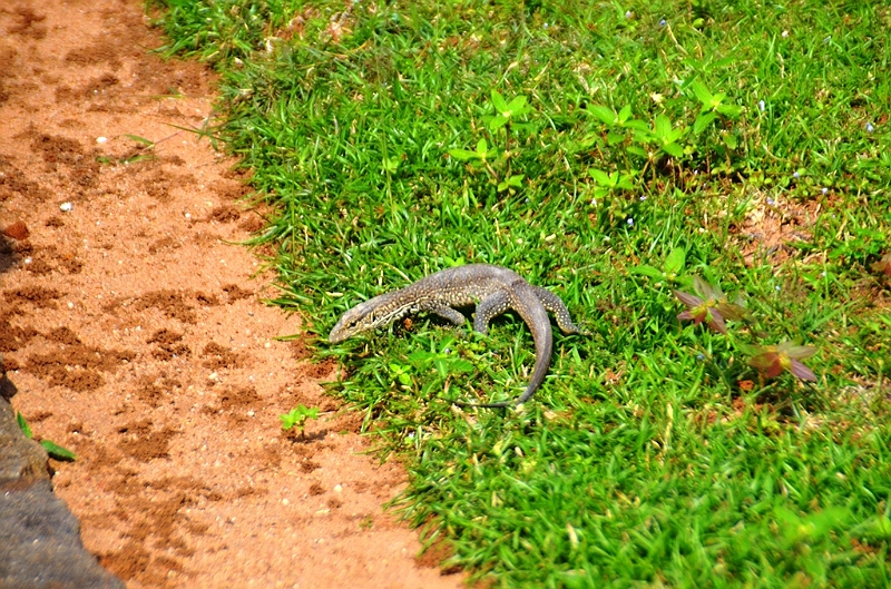 175_Sri_Lanka_Polonnaruwa.JPG