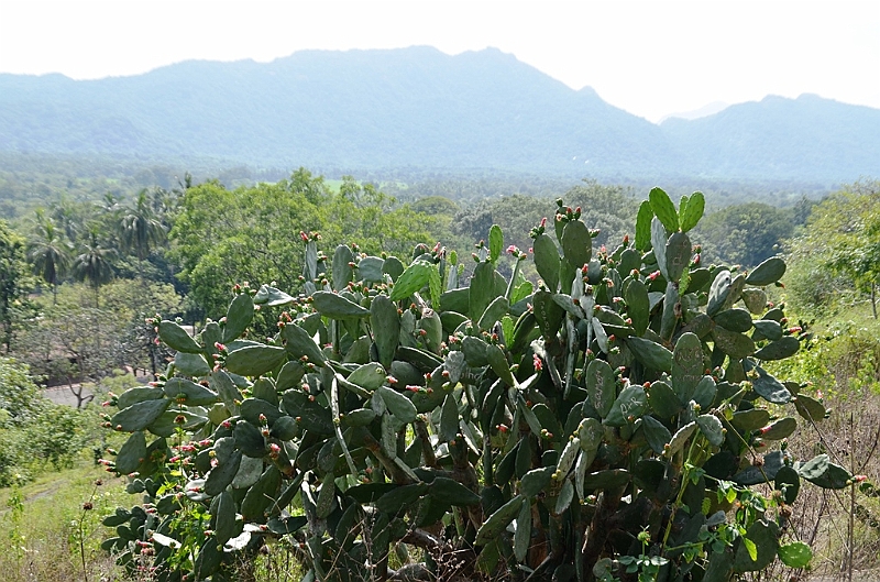 205_Sri_Lanka_Dambulla.JPG