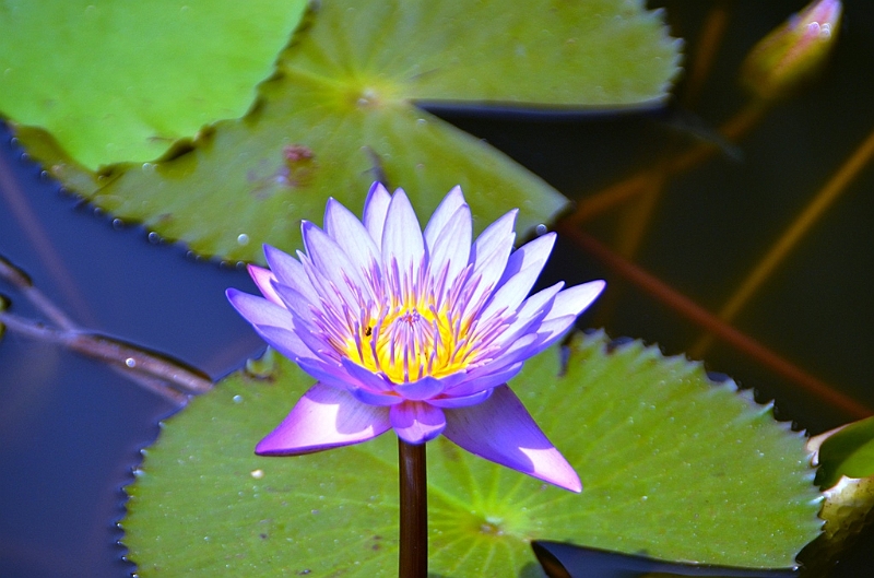 222_Sri_Lanka_Dambulla.JPG