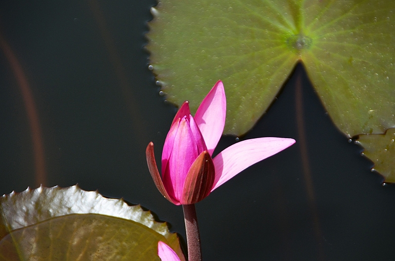 223_Sri_Lanka_Dambulla.JPG