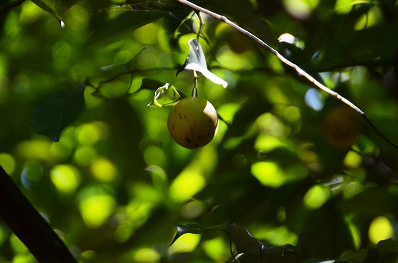 230_Sri_Lanka_Gewuerzgarten.JPG