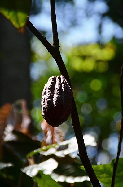 231_Sri_Lanka_Gewuerzgarten.JPG