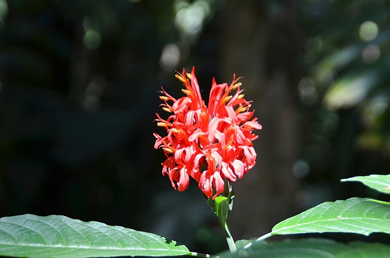 232_Sri_Lanka_Gewuerzgarten.JPG