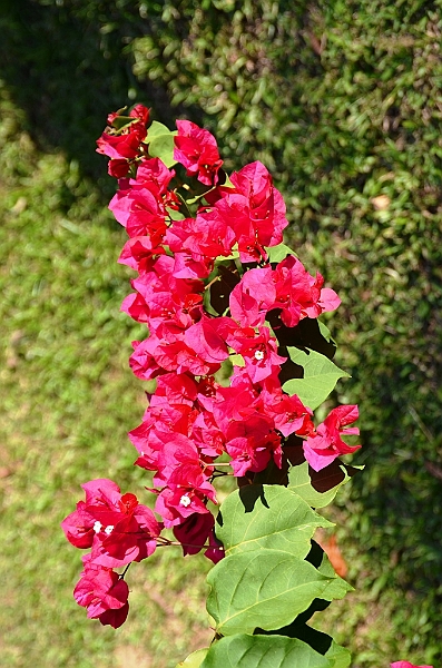 274_Sri_Lanka.JPG