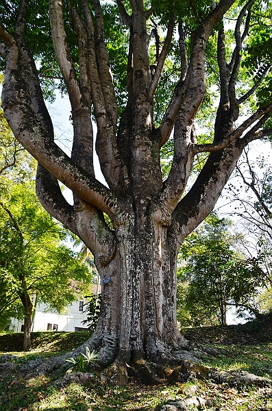 280_Sri_Lanka_Kandy_Botanic_Gardens.JPG