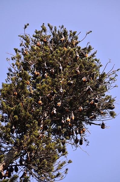 287_Sri_Lanka_Kandy_Botanic_Gardens.JPG