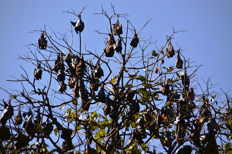 288_Sri_Lanka_Kandy_Botanic_Gardens.JPG