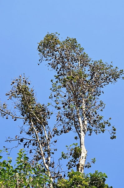 289_Sri_Lanka_Kandy_Botanic_Gardens.JPG