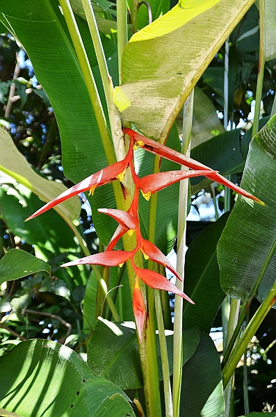 303_Sri_Lanka_Kandy_Botanic_Gardens.JPG