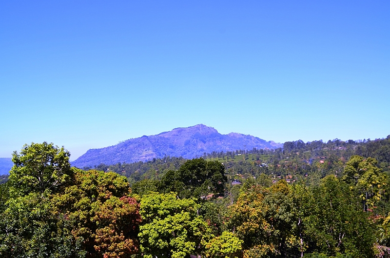 362_Sri_Lanka_Tee_Plantation.JPG