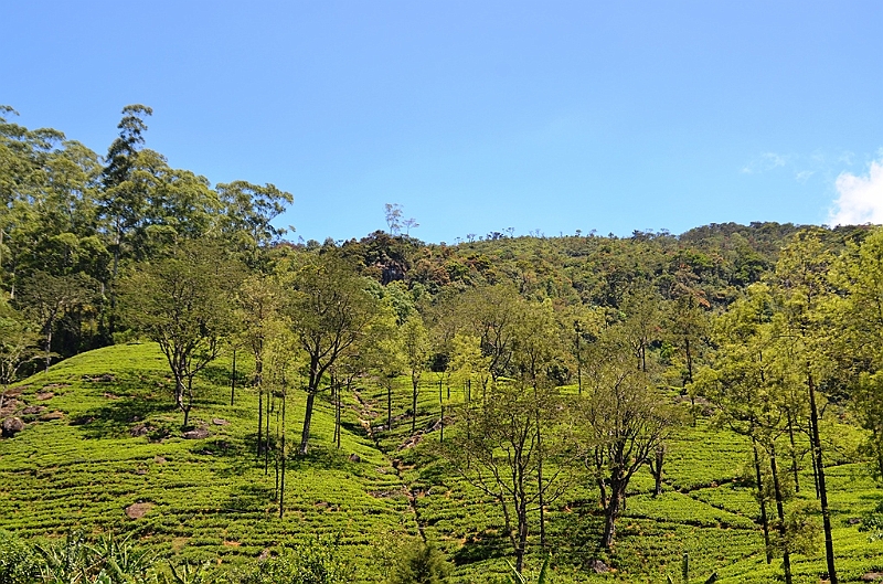 378_Sri_Lanka.JPG