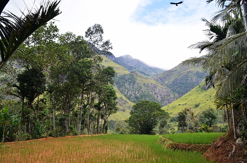 415_Sri_Lanka.JPG
