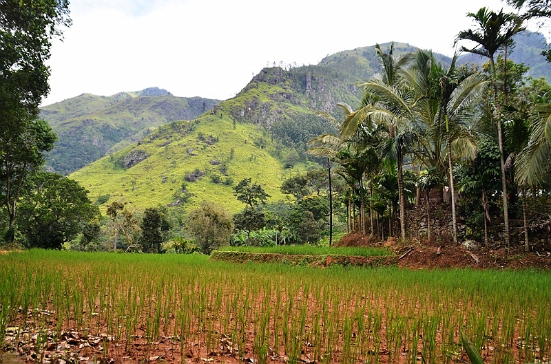 417_Sri_Lanka.JPG