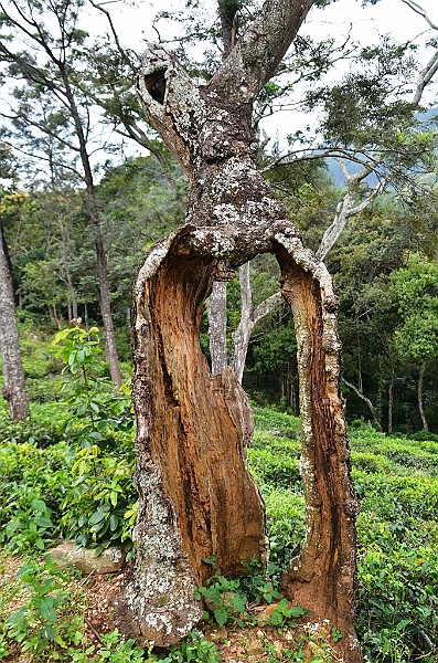 423_Sri_Lanka.JPG