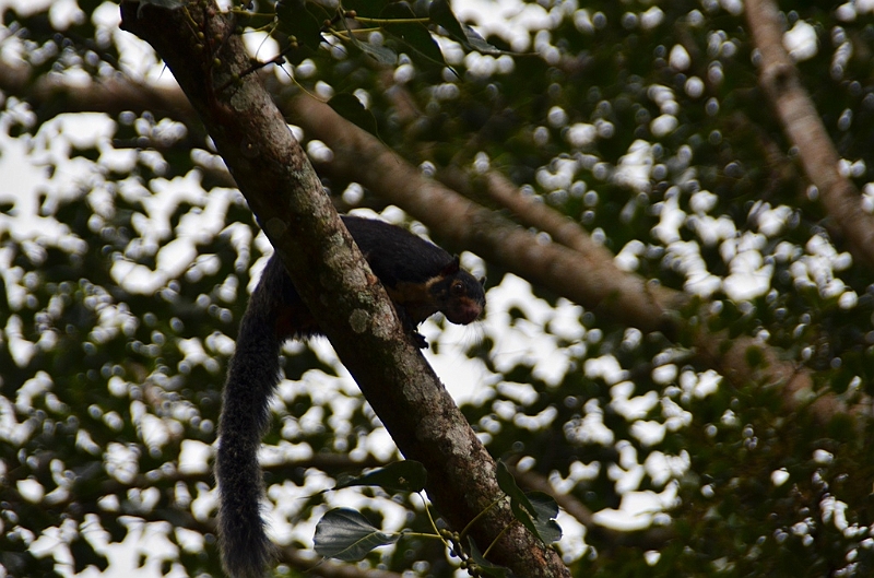 442_Sri_Lanka.JPG