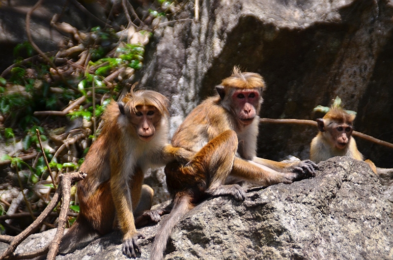 449_Sri_Lanka.JPG