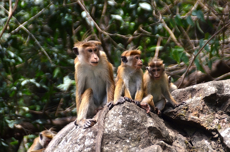 454_Sri_Lanka.JPG