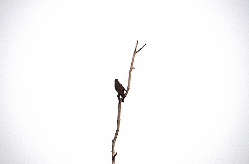 471_Sri_Lanka_Udawalawe_NP.JPG
