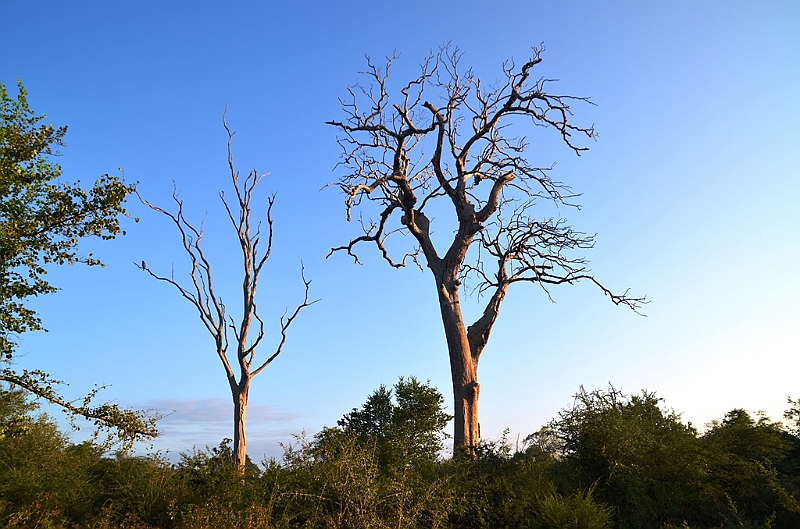 481_Sri_Lanka_Udawalawe_NP.JPG