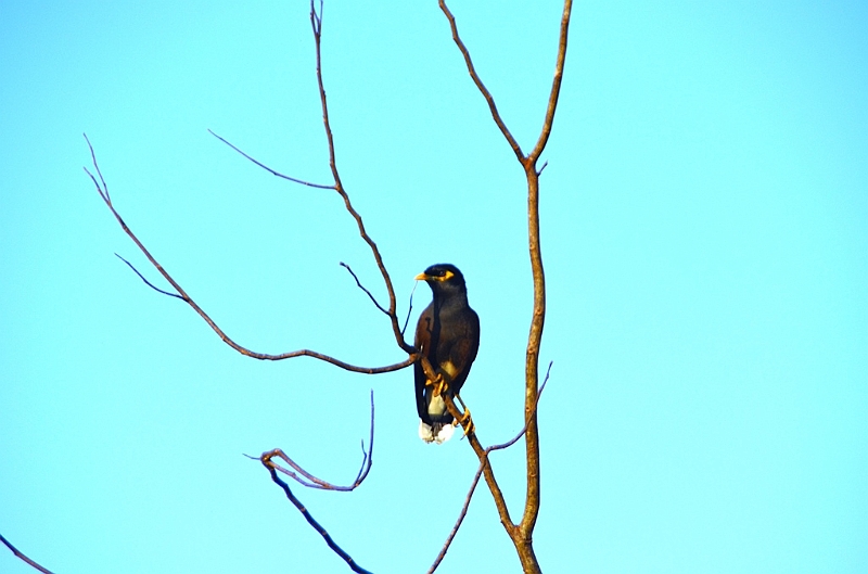 483_Sri_Lanka_Udawalawe_NP.JPG