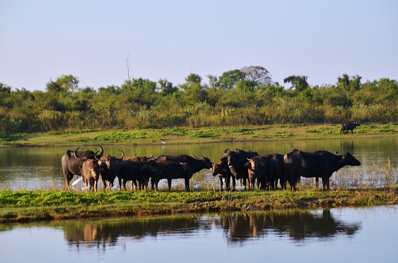 485_Sri_Lanka_Udawalawe_NP.JPG