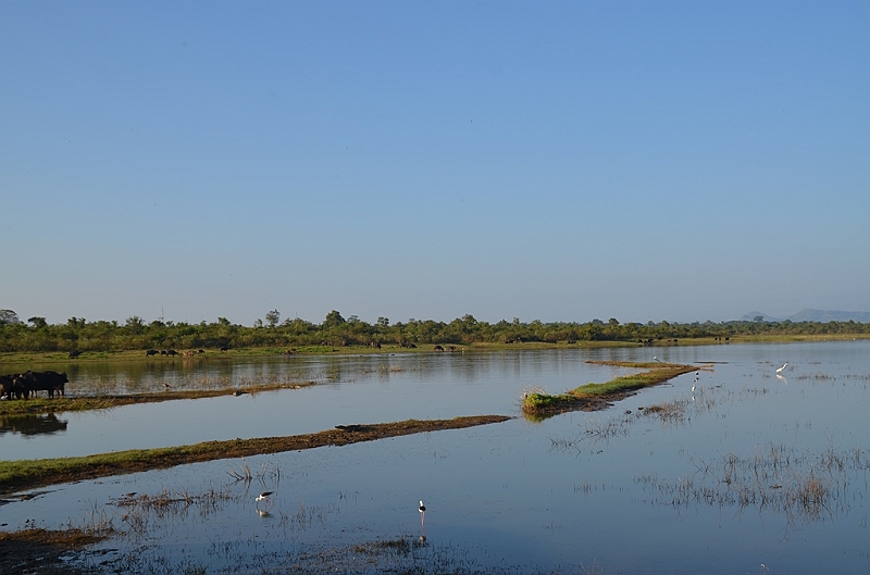 487_Sri_Lanka_Udawalawe_NP.JPG