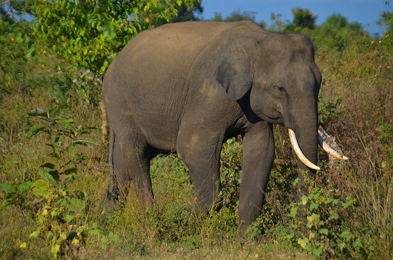 493_Sri_Lanka_Udawalawe_NP.JPG