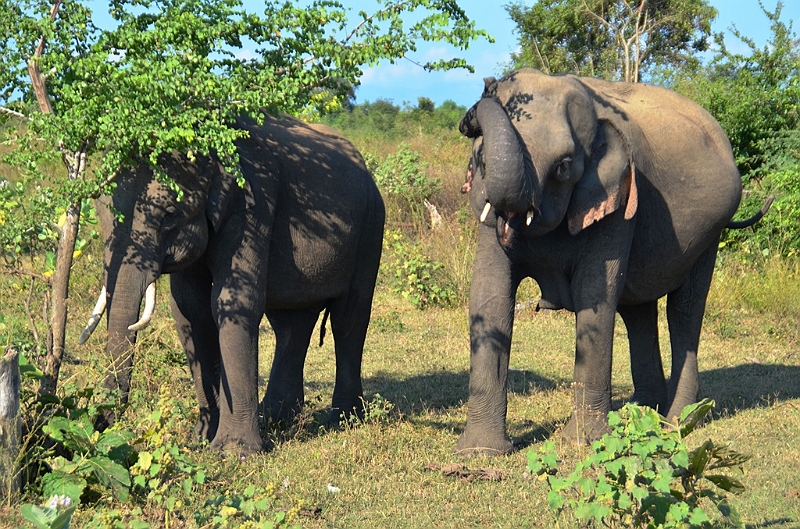 494_Sri_Lanka_Udawalawe_NP.JPG