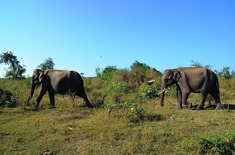 495_Sri_Lanka_Udawalawe_NP.JPG