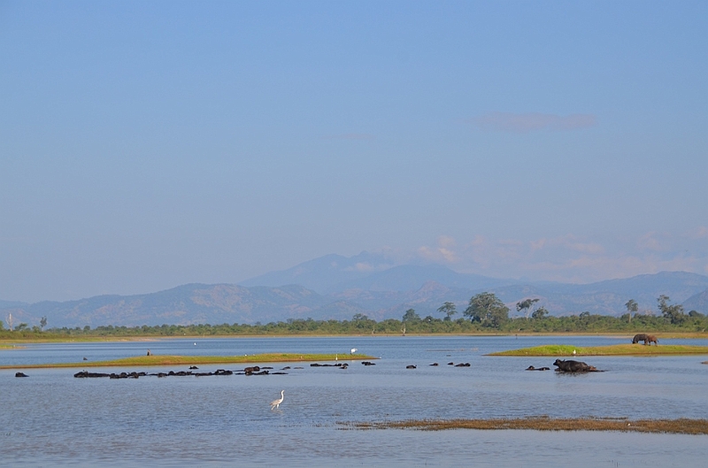 501_Sri_Lanka_Udawalawe_NP.JPG